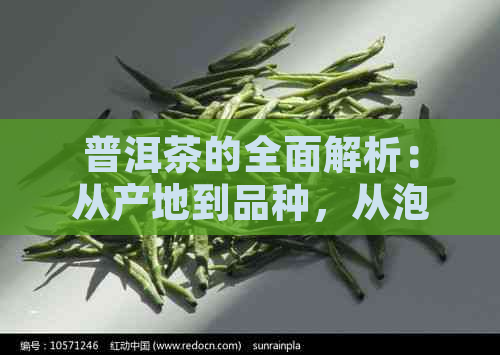 普洱茶的全面解析：从产地到品种，从泡法到品鉴，看这篇就够了！