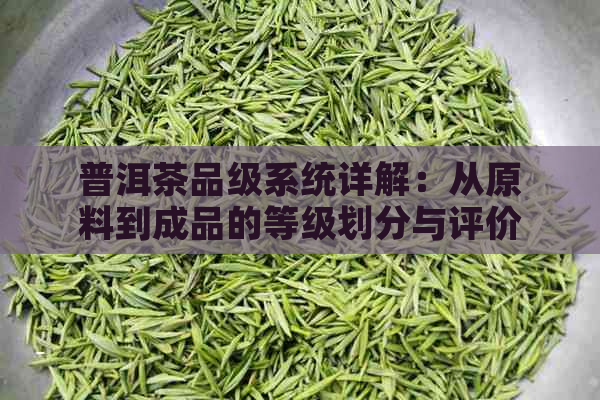 普洱茶品级系统详解：从原料到成品的等级划分与评价标准