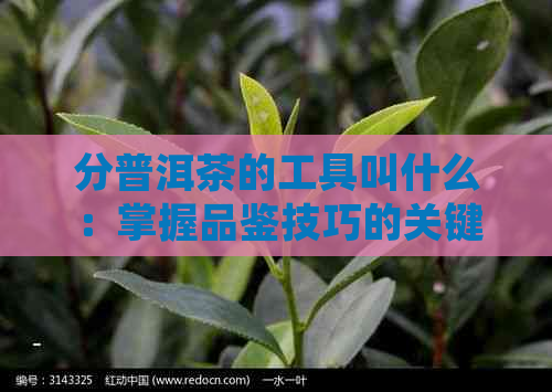 分普洱茶的工具叫什么：掌握品鉴技巧的关键