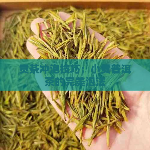 贡茶冲泡技巧：小贡普洱茶的完美泡法