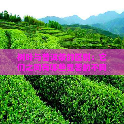 树叶与普洱茶的区别：它们之间有哪些显著的不同点？