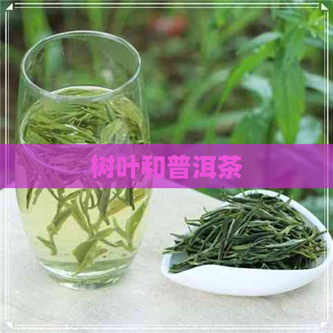 树叶和普洱茶