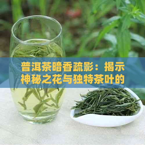 普洱茶暗香疏影：揭示神秘之花与独特茶叶的奥秘