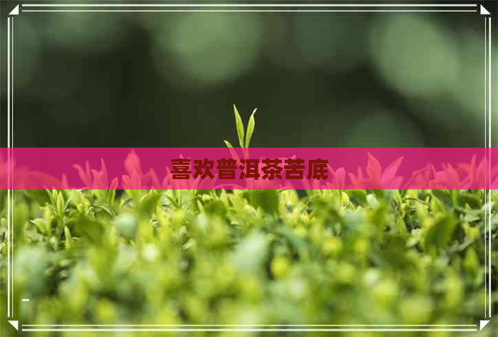 喜欢普洱茶苦底