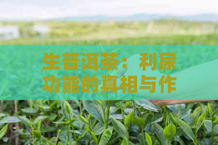 生普洱茶：利尿功能的真相与作用，以及如何正确饮用以达到效果