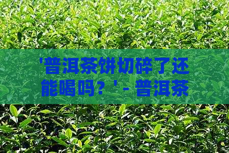 '普洱茶饼切碎了还能喝吗？' - 普洱茶茶饼切碎后的处理及其可饮用性。