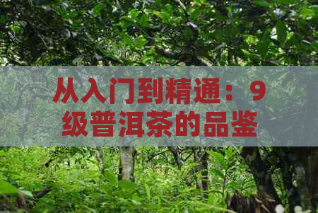 从入门到精通：9级普洱茶的品鉴、冲泡与收藏全攻略