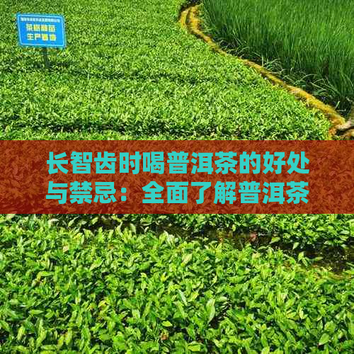 长智齿时喝普洱茶的好处与禁忌：全面了解普洱茶对智齿生长的影响及注意事项