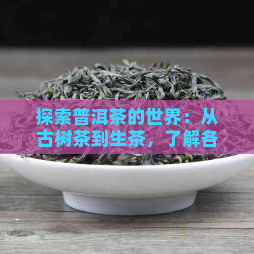 探索普洱茶的世界：从古树茶到生茶，了解各种类型及其口感特点