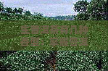 生普洱茶有几种香型：掌握普洱茶的香气特征