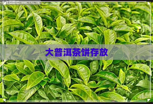 大普洱茶饼存放