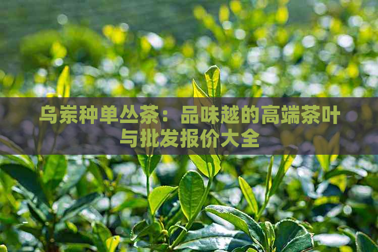 乌岽种单丛茶：品味越的高端茶叶与批发报价大全