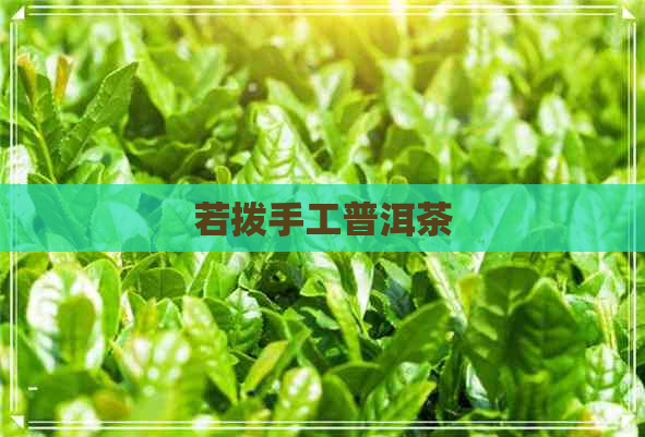 若拨手工普洱茶