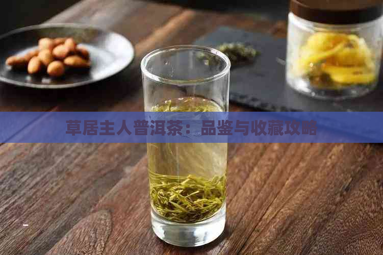 草居主人普洱茶：品鉴与收藏攻略