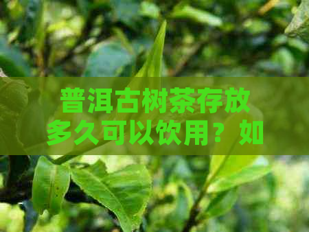 普洱古树茶存放多久可以饮用？如何正确保存普洱茶？