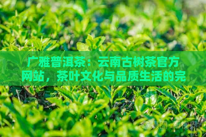 广雅普洱茶：云南古树茶官方网站，茶叶文化与品质生活的完美融合