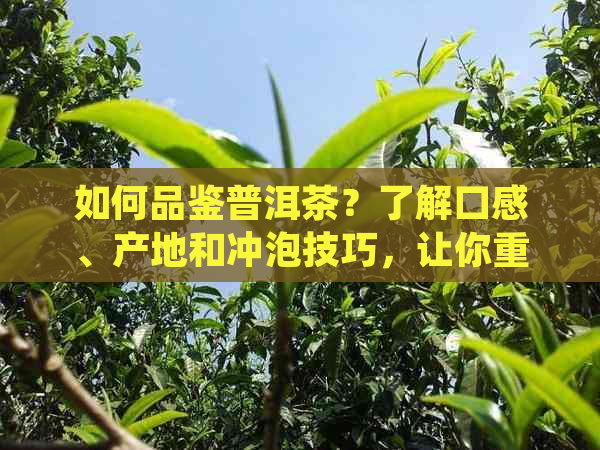 如何品鉴普洱茶？了解口感、产地和冲泡技巧，让你重新喜欢上普洱茶