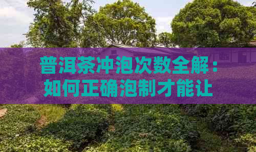 普洱茶冲泡次数全解：如何正确泡制才能让茶叶发挥口感？