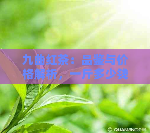 九曲红茶：品鉴与价格解析，一斤多少钱？