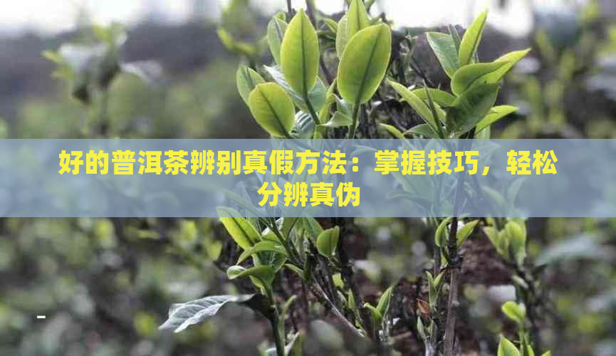 好的普洱茶辨别真假方法：掌握技巧，轻松分辨真伪