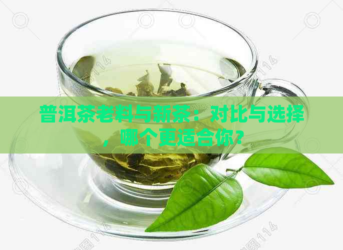 普洱茶老料与新茶：对比与选择，哪个更适合你？