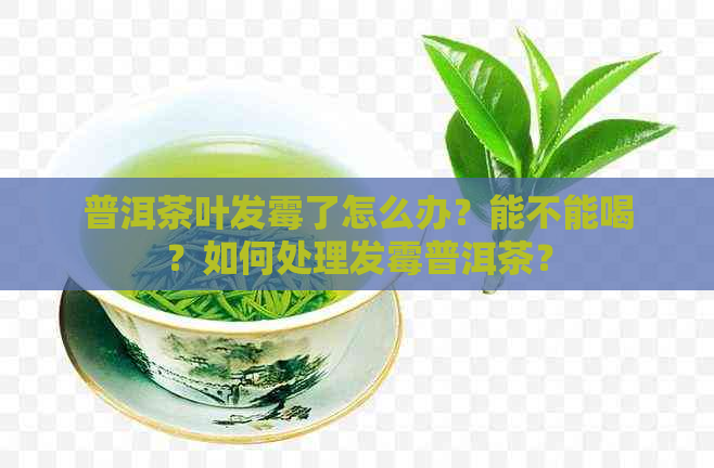 普洱茶叶发霉了怎么办？能不能喝？如何处理发霉普洱茶？