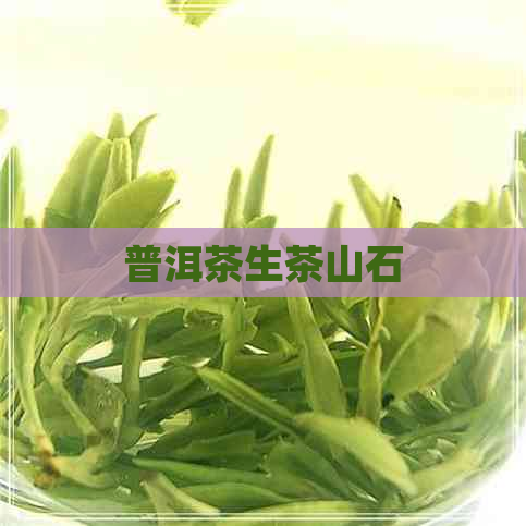 普洱茶生茶山石