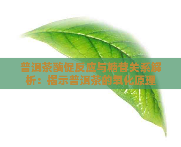 普洱茶酶促反应与糖苷关系解析：揭示普洱茶的氧化原理