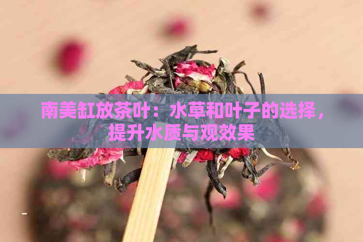 南美缸放茶叶：水草和叶子的选择，提升水质与观效果