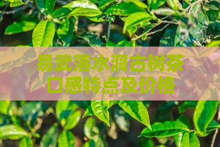 易武落水洞古树茶口感特点及价格