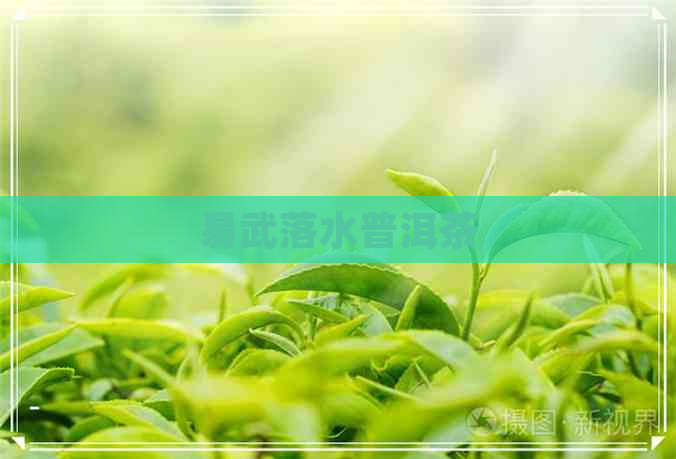 易武落水普洱茶