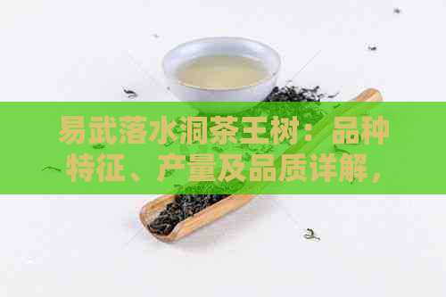 易武落水洞茶王树：品种特征、产量及品质详解，让你全面了解这一珍贵茶叶