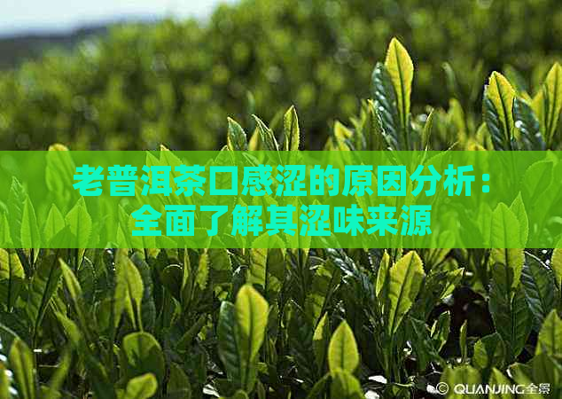 老普洱茶口感涩的原因分析：全面了解其涩味来源