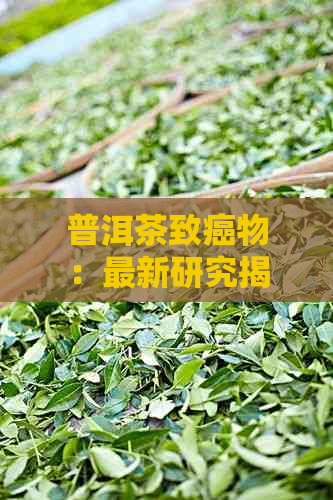 普洱茶致癌物：最新研究揭示真相