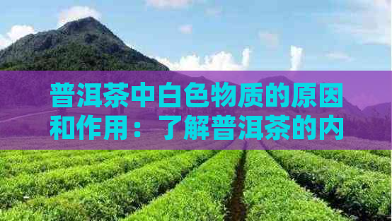 普洱茶中白色物质的原因和作用：了解普洱茶的内在品质