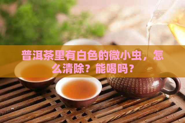 普洱茶里有白色的微小虫，怎么清除？能喝吗？