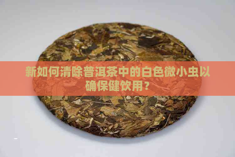 新如何清除普洱茶中的白色微小虫以确保健饮用？