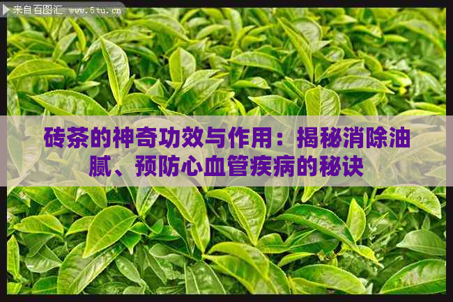 砖茶的神奇功效与作用：揭秘消除油腻、预防心血管疾病的秘诀