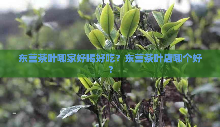 东营茶叶哪家好喝好吃？东营茶叶店哪个好？