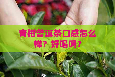 青柑普洱茶口感怎么样？好喝吗？