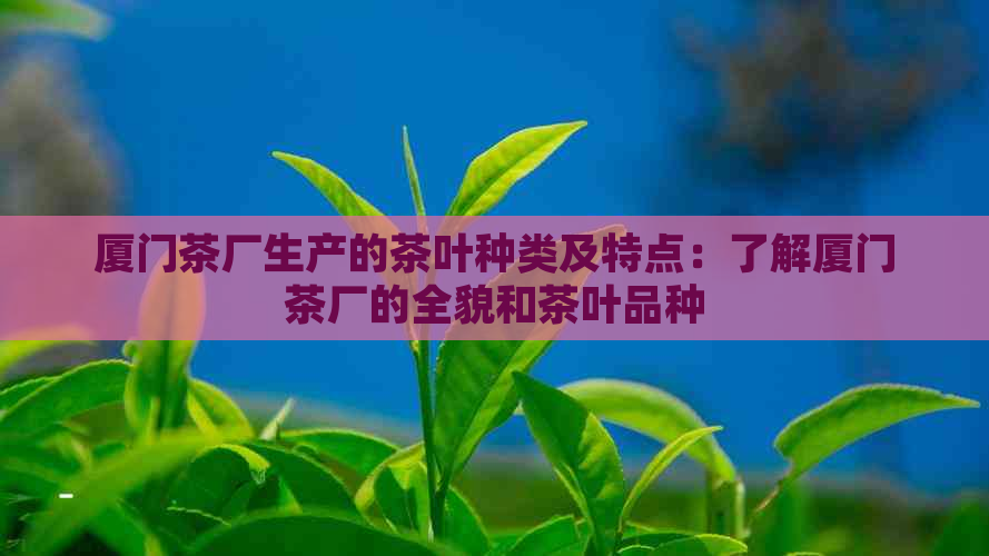 厦门茶厂生产的茶叶种类及特点：了解厦门茶厂的全貌和茶叶品种