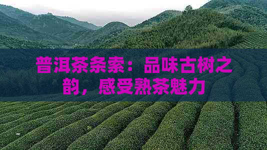 普洱茶条索：品味古树之韵，感受熟茶魅力