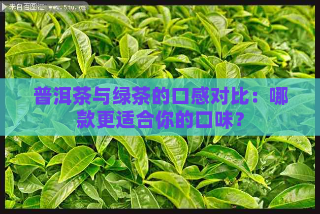 普洱茶与绿茶的口感对比：哪款更适合你的口味？