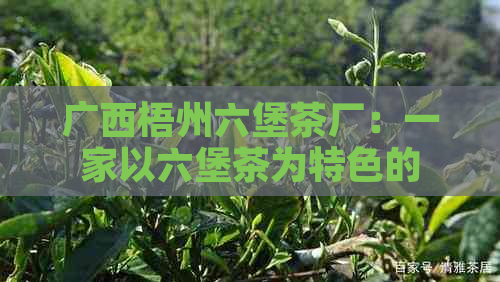 广西梧州六堡茶厂：一家以六堡茶为特色的国有企业还是私营？