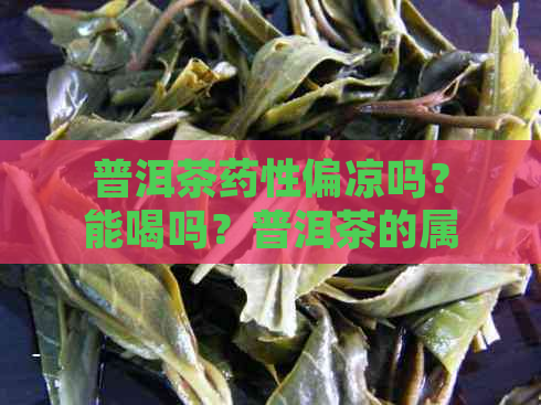 普洱茶药性偏凉吗？能喝吗？普洱茶的属性是什么样的？