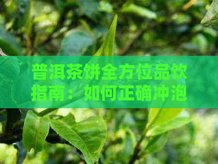 普洱茶饼全方位品饮指南：如何正确冲泡、保存与享受您的普洱茶饼？