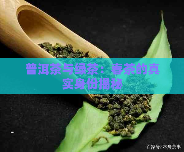 普洱茶与绿茶：春茶的真实身份揭秘