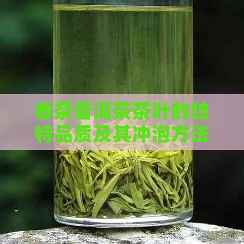 春茶普洱茶茶叶的独特品质及其冲泡方法全面解析