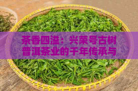 茶香四溢：兴荣号古树普洱茶业的千年传承与创新