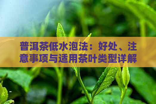 普洱茶低水泡法：好处、注意事项与适用茶叶类型详解